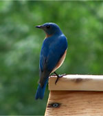 Male eastern bluebird