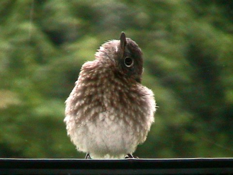 questioning bluebird.  Photo by Cherie Layton, of the Bluebird Nut Cafe