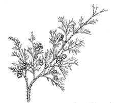 Atlantic White-Cedar