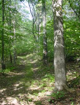 Rad Ostby Memorial Forest
