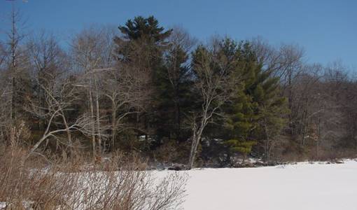 Winter Scene in Ashford