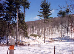 MU #5 showing extent of harvest